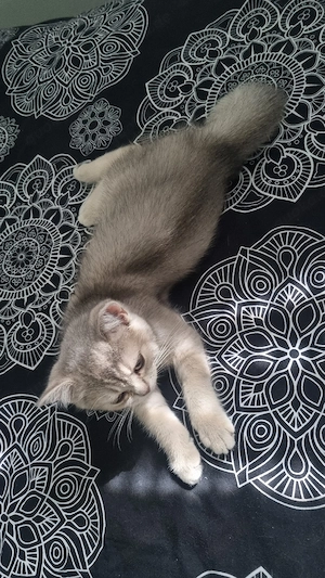 Britisch kurzhaare Kitten  Bild 8