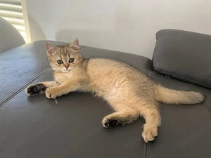 Britisch kurzhaare Kitten 