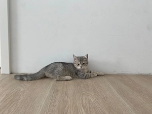 Britisch kurzhaare Kitten  Bild 3