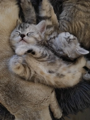 Liebevolle katze sucht einen neuen Zuhause 