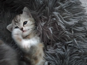 Liebevolle katze sucht einen neuen Zuhause  Bild 2