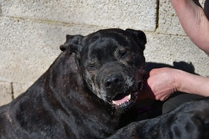 Rex sucht seine Menschen! Bild 2