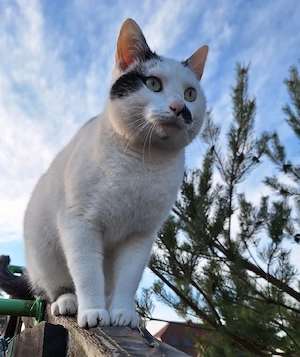 Leo sucht ein zu Hause