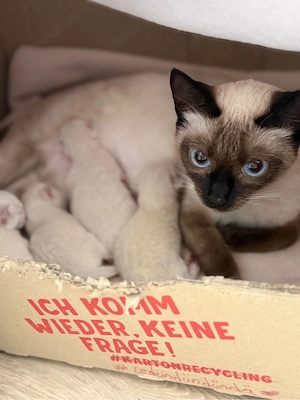 Siam kitten