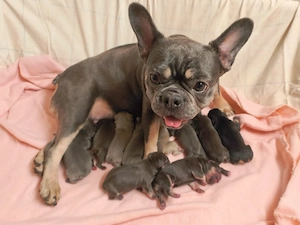 Französische Bulldoggen Welpen