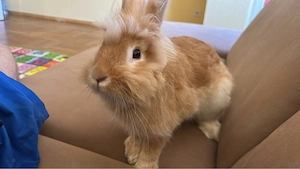 Lionhead-Zwergkaninchen 