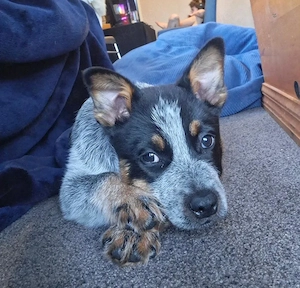 Australian Cattle Dog   Blue & Red Heeler Welpen   Liebevolle Zuhause gesucht Bild 2