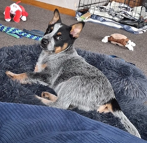 Australian Cattle Dog   Blue & Red Heeler Welpen   Liebevolle Zuhause gesucht