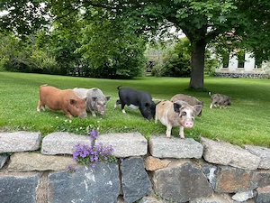 Minischweine in liebevolle Hände abzugeben :)