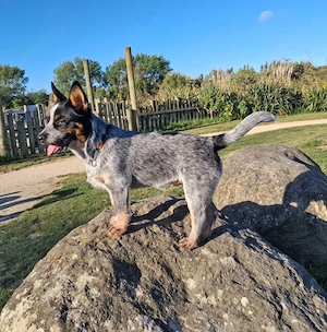 Australian Cattle Dog   Blue & Red Heeler Welpen   Liebevolle Zuhause gesucht