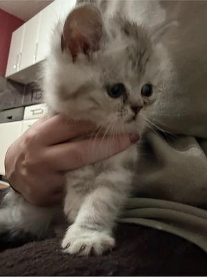 BKH Mix kitten 