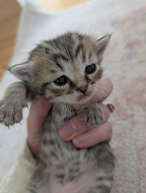 Katzenbabys zu verkaufen 