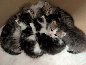 Katzenbabys zu verkaufen 