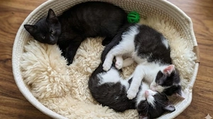Katzenbabys Kitten 