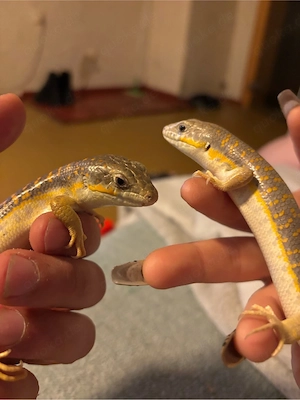 1.1 schneider skink 