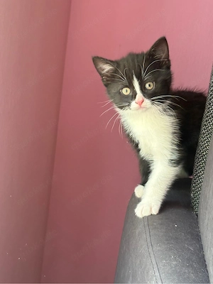 2 junge Kater suchen liebevolles zuhause