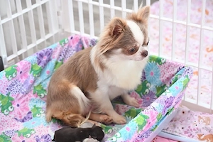 chihuahua welpe