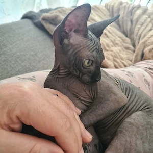Sphynx Kater 