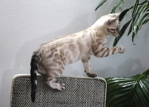 Bengal-Kitten   Kater