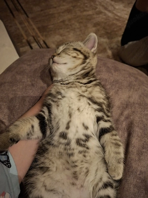 Seltene reinrassige BKH Kitten  noch 1 da 