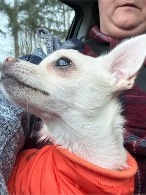 chihuahua hündin 