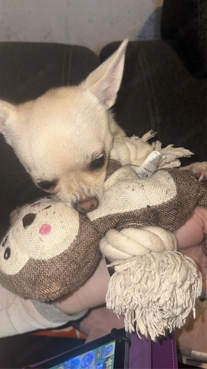 verkaufe eine chihuahua hündin 