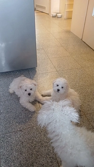 Max und Balu 