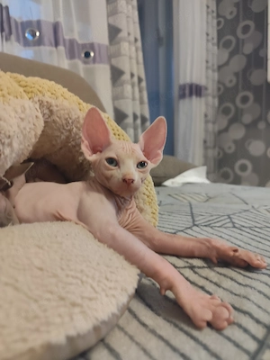 Süße Sphynx Kitten suchen ein liebevolles Zuhause