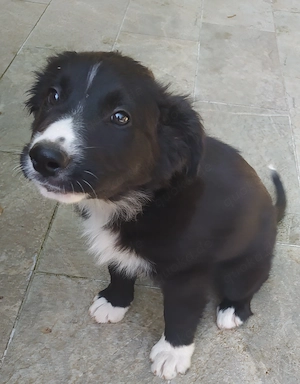 Border Collie Mix Rüde 3Mon Rüde vom Hundetrainer aus Kroatien 
