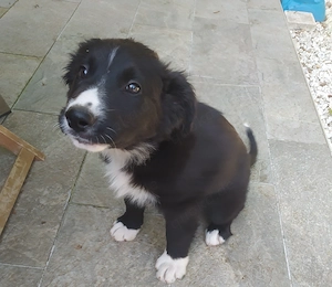 Border Collie Mix Rüde 4Mon Rüde vom Hundetrainer aus Kroatien 