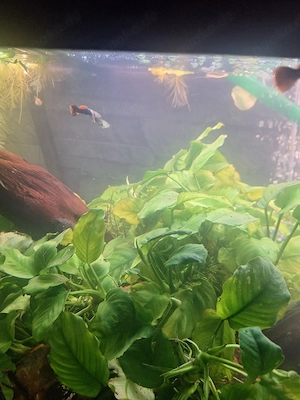 Guppys abzugeben 