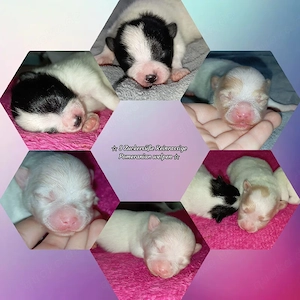 Unsere Wunderschöne Reinrassigen Pomeranian Welpen sind da!