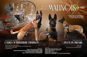 Belgischer Malinois