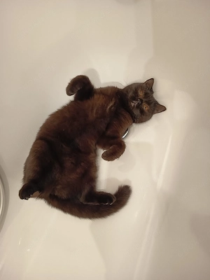 Wurfankündigung Kitten
