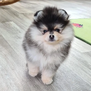 Bezaubernde Pomeranian welpen