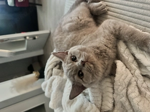 Lilac BKH Kitten (männlich) ab sofort abzugeben
