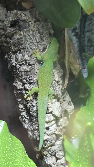 Pfaunaugentaggecko - Phelsuma quadriocellata