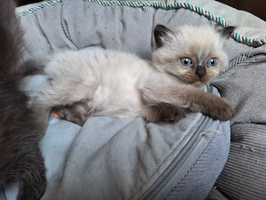 Bkh kitten highlander langhaar choclait point Bild 2