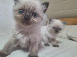 Bkh kitten highlander langhaar ragdoll 