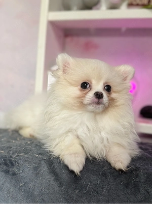 Pomeranian zwergspitz   Reinrassige Welpen