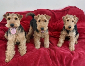 junge Welsh Terrier suchen Zuhause