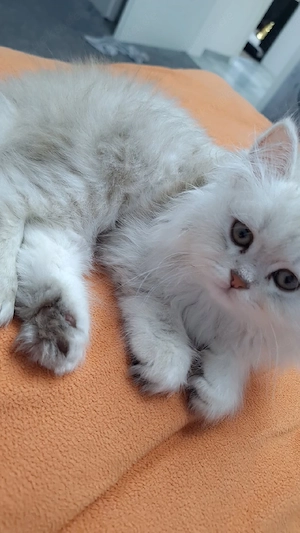 Wunderschöne Katze zu verkaufen