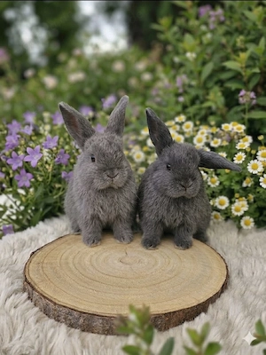 Minilop Zwergwidder Kaninchen Babys