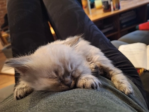 Bkh kitten highlander langhaar choclait point Bild 3
