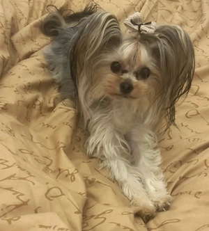 Mini Yorkshire Terrier Hündin, 2 Jahre alt, mit Stammbaum