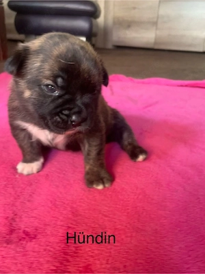 Wunderschöne Shiba Inu x Old English Bulldog Mix Welpen suchen liebevolles Zuhause in 35647 Waldsolm