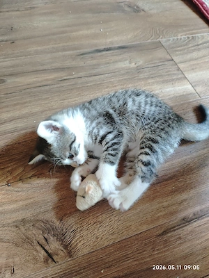 Katzenbaby Mädchen EKH