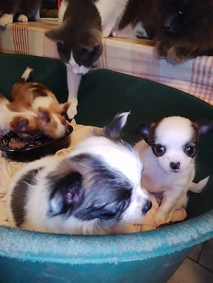 Habe Polonka Chihuahua Hündin sie hat zwei welben bekommen 