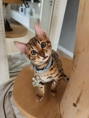 Wundervolles Bengal Kitten abgabebereit
