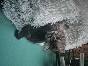 Baby katzen suchen eine neuer zu Hause